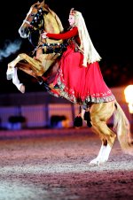 azerbaijan horse -garabag1.jpg