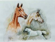 Arab horses Water Colour !.jpg