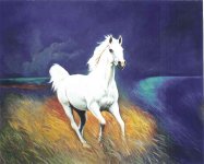 White Arab Horse.jpg