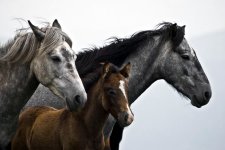 beautiful-horses-02.jpg