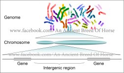 Genes-and-genomes.jpg