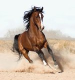 arabian-horse8[1].jpg