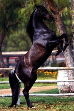 PH0004~Andalusian-Stallion-Posters.jpg