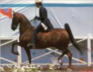 american-saddlebred-horse.jpg