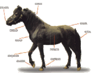 cuan31.gif