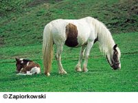 pottok4.jpg