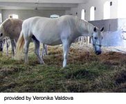 kladrudy-web-3.jpg