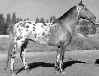 Karabar1.jpg