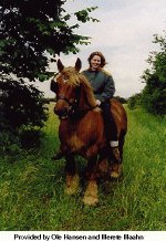 Jutland-Horse-5.jpg