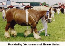 Jutland-Horse-1.jpg