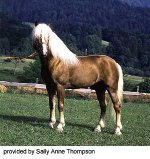 haflinger-web-2.jpg