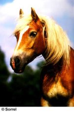 haflinger-web-3.jpg