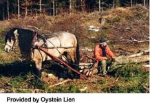 Dole-Horse-2.jpg