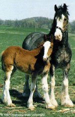 clydesdale.jpg