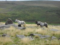 Wild_Ponies.jpg