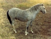 welshpony.jpg