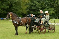 welshpony3.jpg