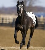 apaloosa.jpg