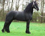 friesian 1.jpg