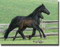 friesian4.jpg