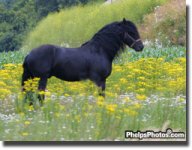 friesian 6.jpg