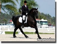 friesian 7.jpg