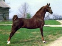 American Saddlebred 1.jpg