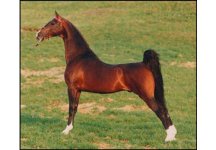 American Saddlebred 2.jpg