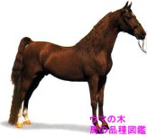 Saddlebred.jpg
