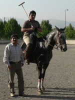 horse105.gif