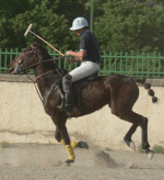 horse107.gif