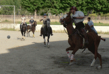 horse109.gif