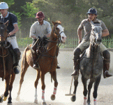 horse112.gif