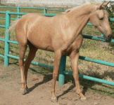 horse120.gif