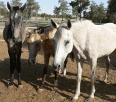 horse129.gif