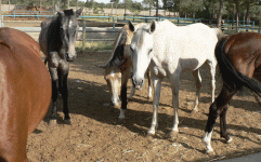 horse130.gif