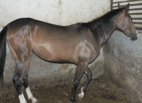 horse131.gif