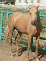 horse132.gif