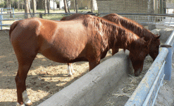 horse128.gif