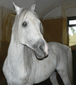 horse150.gif