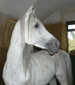 horse151.gif