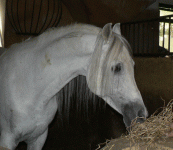 horse152.gif