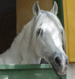 horse162.gif
