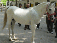 horse202.gif