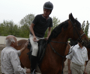 horse71.gif