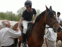 horse72.gif