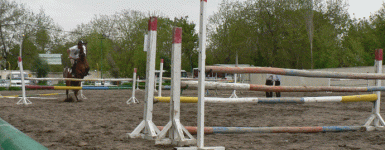 horse73.gif