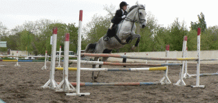horse75.gif
