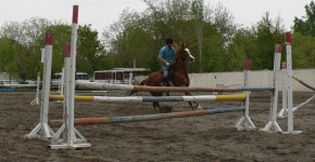 horse79.gif