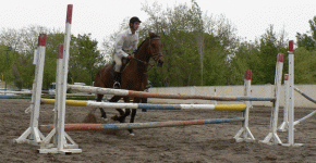 horse80.gif